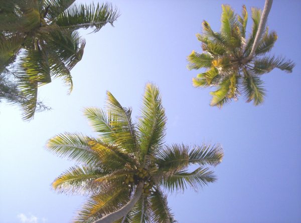 Tropical Music from Africa and Latin America