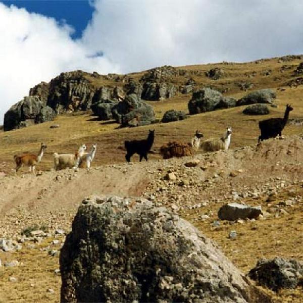 Andean lamas