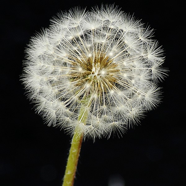 Dandelion