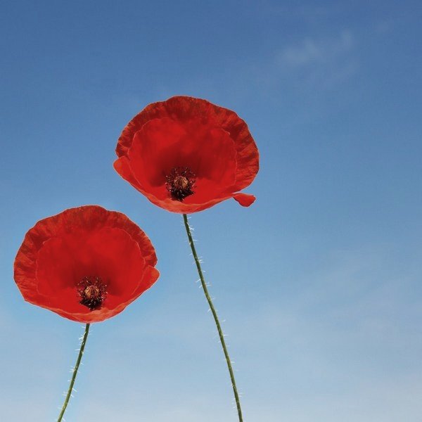 Poppies