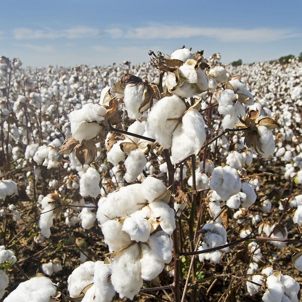 Cotton field