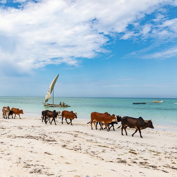 Cows on beach2
