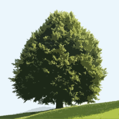 Linden Tree